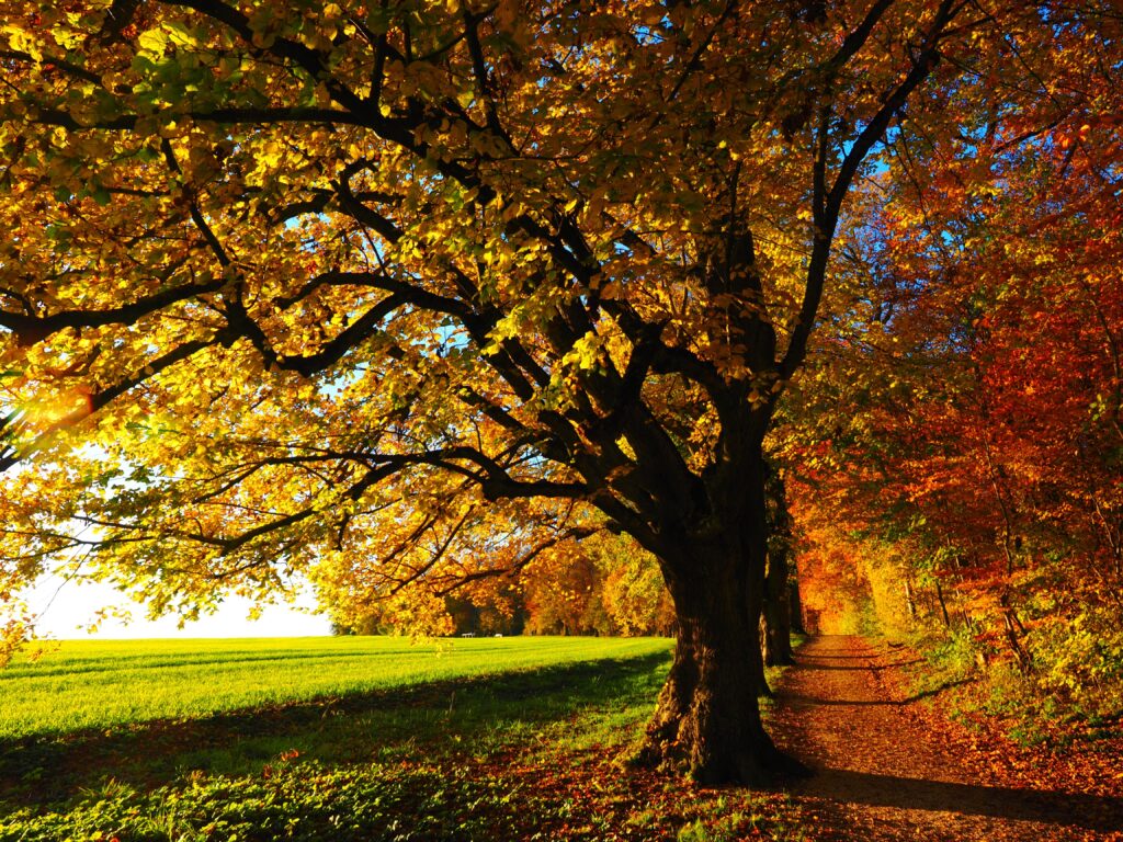 Beautiful fall foliage in nature, inspiring you to take control of your life