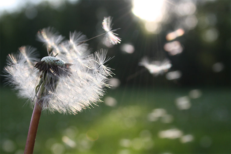 A dandelion blowing in the wind