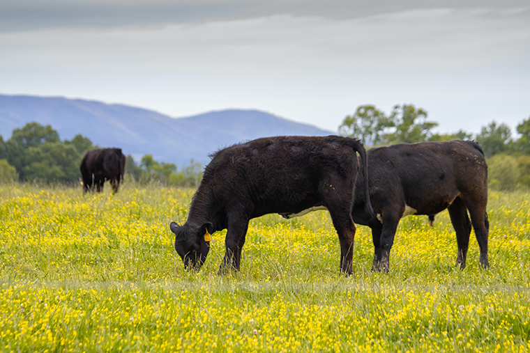 Grass-Fed Meat and Dairy are the best choices for your health